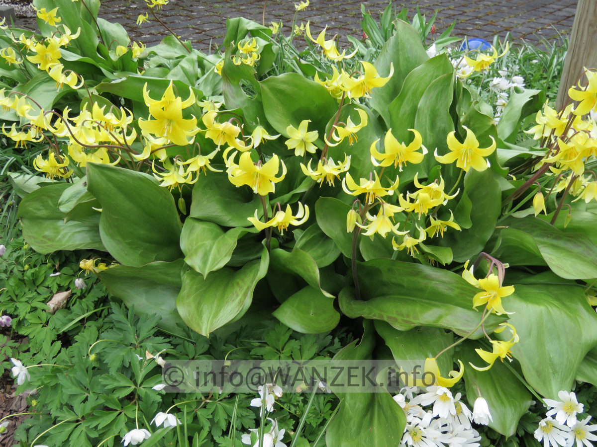 Erythronium tuolumnense Pagode 01.JPG